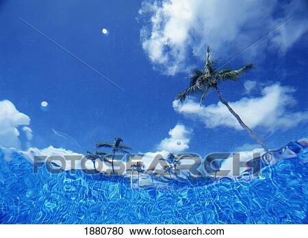 Looking Up Through Swimming Pool To Palm Trees, Bavaro Beach, Low Angle View View Large Photo Image Stock Image - Looking Up Through Swimming Pool To Palm Trees, Bavaro Beach, Low Angle View. Fotosearch
