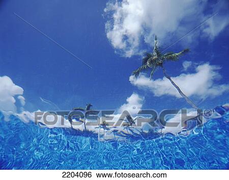Looking Up Through Swimming Pool To Palm Trees, Bavaro Beach, Low Angle View, Punta Cana, Dominican Republic View Large Photo Image Stock Photograph - Looking Up Through Swimming Pool To Palm Trees, Bavaro Beach, Low Angle View, Punta Cana, Dominican Republic. Fotosearch