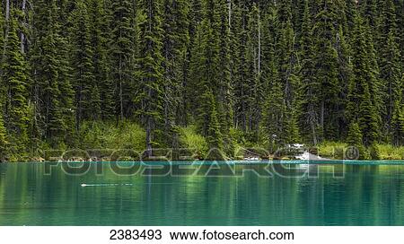 Stock Image - Loon on alpine lake in Joffre Lakes Provincial Park; Gold Bridge, British Columbia, Canada. Fotosearch