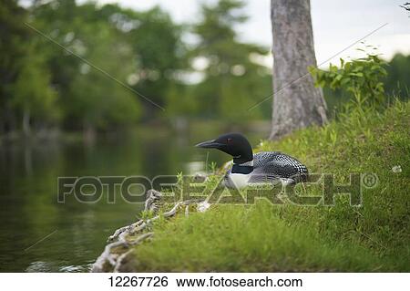 Loon on the Rideau Canal; Ontario, Canada View Large Photo Image Stock Photograph - Loon on the Rideau Canal; Ontario, Canada. Fotosearch