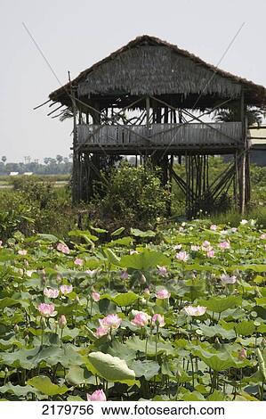 Lotus flower field Siem Reap Cambodia Cambodia View Large Photo Image Stock Photograph - Lotus flower field Siem Reap Cambodia Cambodia. Fotosearch