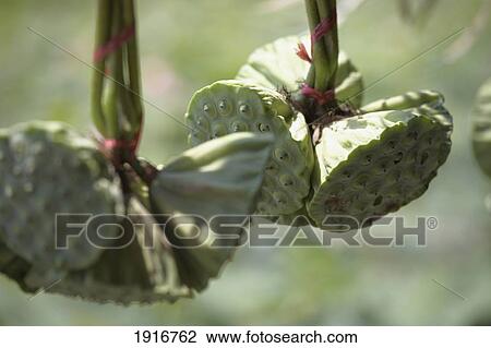 Lotus Flower Heads View Large Photo Image Stock Image - Lotus Flower Heads. Fotosearch
