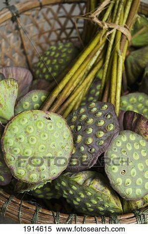 Stock Photography - Lotus Flower Seed Heads For Sale. Fotosearch