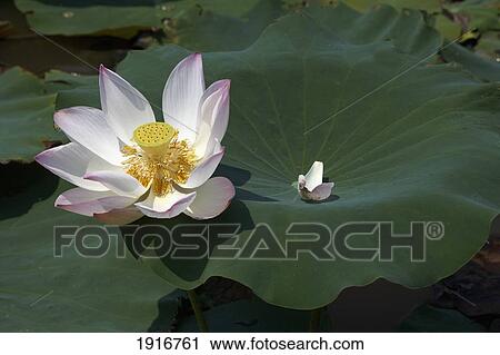 Stock Image - Lotus Flower. Fotosearch