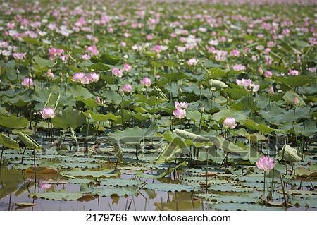 Stock Photograph - Lotus flowers Siem Reap Cambodia. Fotosearch