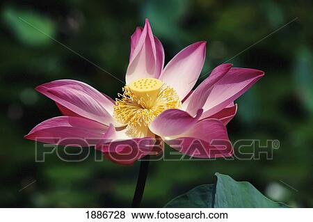 Lotus Flowers, Ubud View Large Photo Image Stock Photo - Lotus Flowers, Ubud. Fotosearch