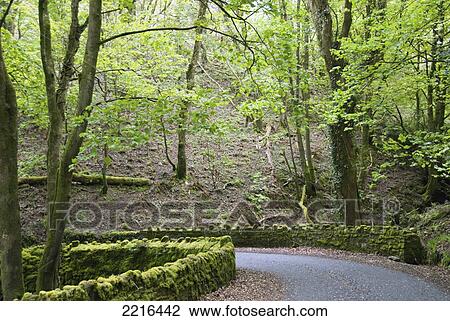 Stock Image - Lovely Forest And Country Road On The South West Coast Path Near Lynmouth, Exmoor, United Kingdom. Fotosearch