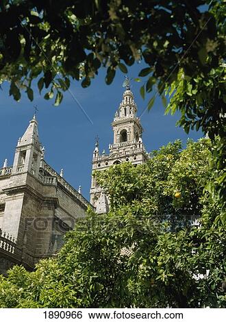 Low Angle View Of La Giralda Through Orange Trees View Large Photo Image Stock Photograph - Low Angle View Of La Giralda Through Orange Trees. Fotosearch