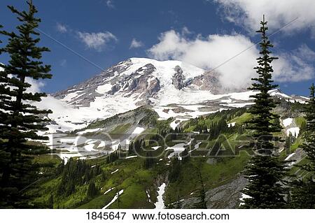 Stock Photo - Low Angle View Of Mt. Rainier; Mt Rainier National Park, Washington State, Usa. Fotosearch