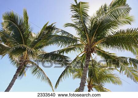 Stock Image - Low angle view of palm trees against a blue sky; Honolulu, Oahu, Hawaii, United States of America. Fotosearch