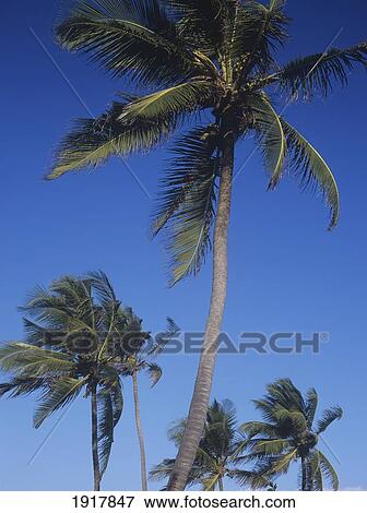 Low Angle View Of Palm Trees Against Clear Blue Sky View Large Photo Image Stock Photo - Low Angle View Of Palm Trees Against Clear Blue Sky. Fotosearch