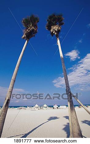Low Angle View Of Palm Trees On Beach View Large Photo Image Stock Photo - Low Angle View Of Palm Trees On Beach. Fotosearch