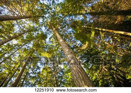 Stock Image - Low angle view of tall trees and a blue sky; Mayne Island, British Columbia, Canada. Fotosearch