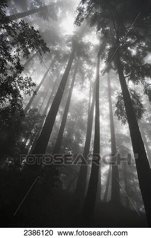 Low angle view of tree tops in the fog; California, United States of America View Large Photo Image Stock Image - Low angle view of tree tops in the fog; California, United States of America. Fotosearch