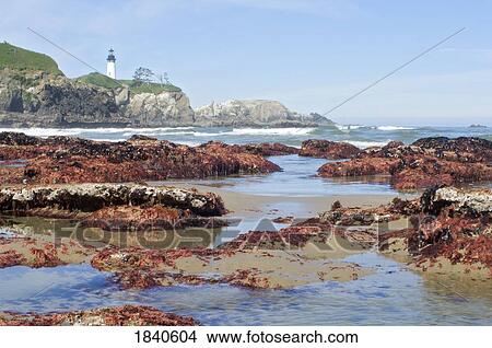 Picture - Low Tide At Yaquina Head Lighthouse; Yaquina Head Outstanding Natural Area, Newport, Oregon, Usa. Fotosearch