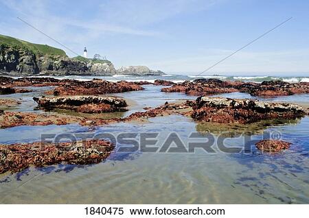 Low Tide At Yaquina Head Lighthouse; Yaquina Head Outstanding Natural Area, Newport, Oregon, Usa View Large Photo Image Stock Photography - Low Tide At Yaquina Head Lighthouse; Yaquina Head Outstanding Natural Area, Newport, Oregon, Usa. Fotosearch