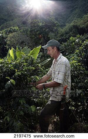 Stock Photography - Luis Arbolera, 55, who works near Pereira, at the Villa La Maria, a guest house on the top of a hill, Risaralda province, Colombia.. Fotosearch
