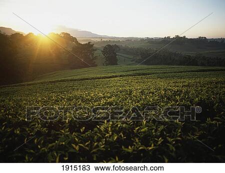 Lujeri Tea Estate At Dawn View Large Photo Image Stock Image - Lujeri Tea Estate At Dawn. Fotosearch