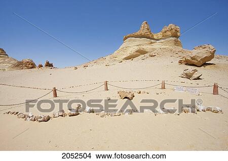 Lumbar And Tail Vertebrae Of A Basilosaurus Whale In Wadi Al-Hitan (Whale Valley), El Fayoum, Egypt View Large Photo Image Picture - Lumbar And Tail Vertebrae Of A Basilosaurus Whale In Wadi Al-Hitan (Whale Valley), El Fayoum, Egypt. Fotosearch