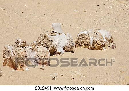 Stock Image - Lumbar And Tail Vertebrae Of A Basilosaurus Whale In Wadi Al-Hitan (Whale Valley), El Fayoum, Egypt. Fotosearch