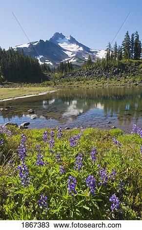 Stock Image - Lupine, Mt. Jefferson And Park Lake; Jefferson Park, Oregon, Usa. Fotosearch