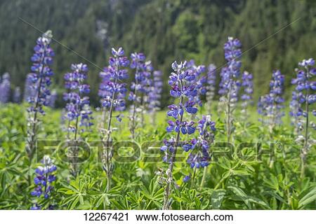 Stock Image - Lupins in the Khutzymateen Bear Sanctuary; British Columbia, Canada. Fotosearch