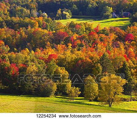 Lush green grass and trees in autumn colours; Knowlton, Quebec, Canada View Large Photo Image Picture - Lush green grass and trees in autumn colours; Knowlton, Quebec, Canada. Fotosearch