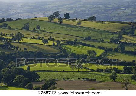 Lush green grass fields and trees on a rolling hills landscape; Powys, Wales View Large Photo Image Stock Image - Lush green grass fields and trees on a rolling hills landscape; Powys, Wales. Fotosearch