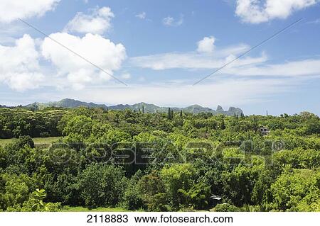 Stock Image - Lush green trees on a hawaiian landscape; Wailua, Kauai, Hawaii, United States of America. Fotosearch