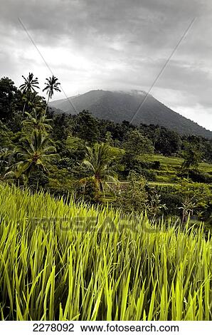 Stock Image - Lush paddy field of rice; Bali. Fotosearch