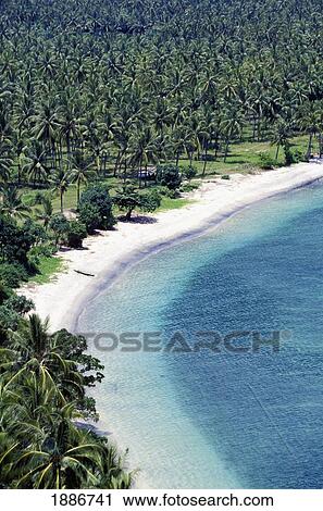 Lush Palm Forest And Beach, Aerial View View Large Photo Image Stock Image - Lush Palm Forest And Beach, Aerial View. Fotosearch