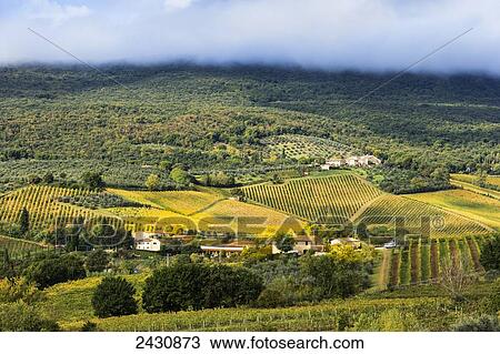 Stock Image - Lush vineyards and low cloud on the horizon; San Gimignano, Tuscany, Italy. Fotosearch