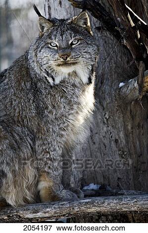 Lynx, Forestry Farm, Saskatoon, Saskatchewan View Large Photo Image Stock Photo - Lynx, Forestry Farm, Saskatoon, Saskatchewan. Fotosearch