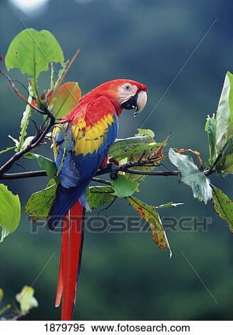 Stock Photography - Macaw On Branch In Corcovado National Park. Fotosearch