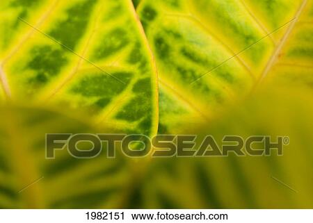 Stock Image - Macro close-up of bright green and yellow leaves. Fotosearch