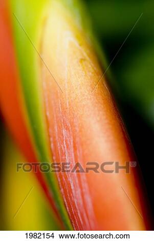 Picture - Macro close-up of colorful plant detail. Fotosearch