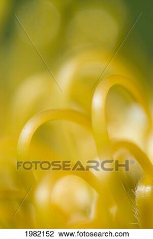 Stock Image - Macro close-up of yellow plant detail. Fotosearch