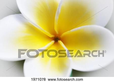 Stock Photo - Macro Detail Of White And Yellow Plumeria Flower.. Fotosearch