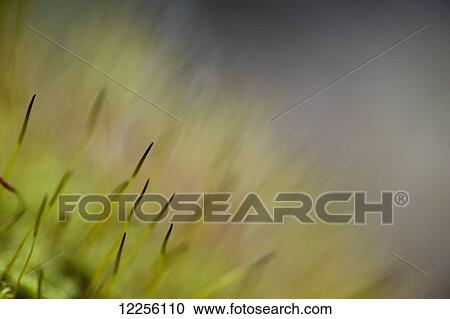 Stock Image - Macro details of the forest floor: Ontario, Canada. Fotosearch