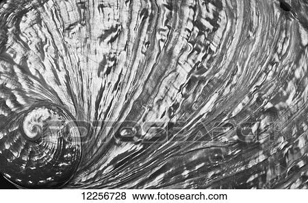 Stock Photo - Macro image of silvery abalone shell. Fotosearch