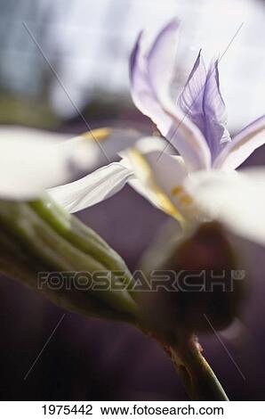 Stock Image - Macro Of White Iris Blossom. Fotosearch
