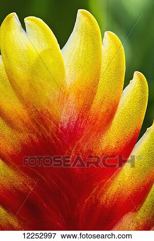 Stock Photo - Macro shot of Heliconia blossom; Linwood, New Jersey, United States of America. Fotosearch