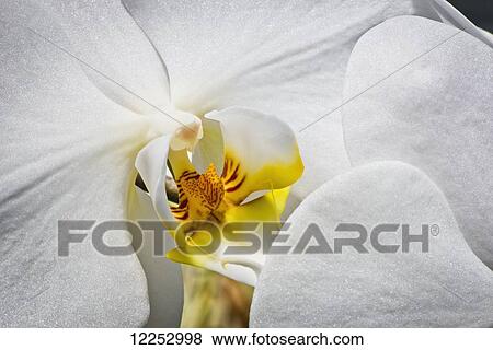 Stock Photo - Macro shot of orchid blossom; Linwood, New Jersey, United States of America. Fotosearch