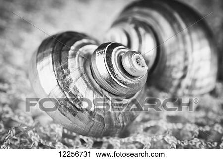 Macro studio image of a pair of silvery seashells View Large Photo Image Stock Image - Macro studio image of a pair of silvery seashells. Fotosearch