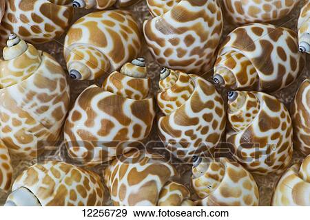 Stock Photo - Macro studio image of cluster of similar brown and white seashells. Fotosearch