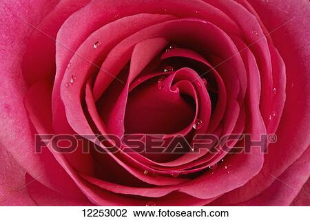 Macro studio shot of a rose with water droplets View Large Photo Image Stock Image - Macro studio shot of a rose with water droplets. Fotosearch
