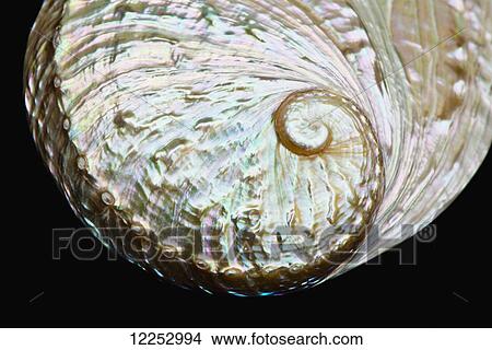 Picture - Macro studio shot of an iridescent abalone shell on black background. Fotosearch