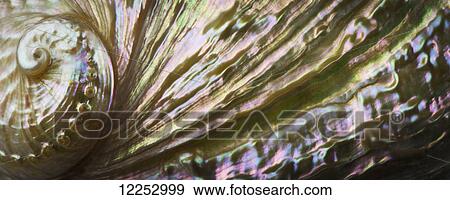 Stock Photo - Macro studio shot of an iridescent abalone shell. Fotosearch