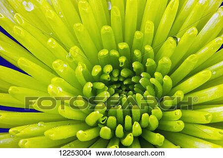 Macro studio shot of flower petals View Large Photo Image Picture - Macro studio shot of flower petals. Fotosearch