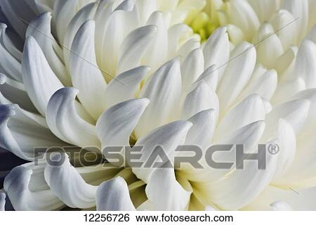 Stock Photograph - Macro studio shot of flower petals. Fotosearch